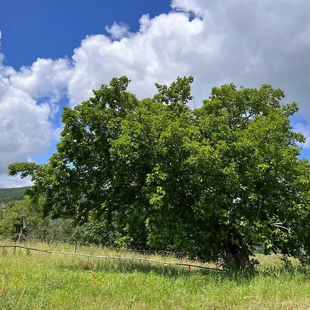 Banditella * Orvieto