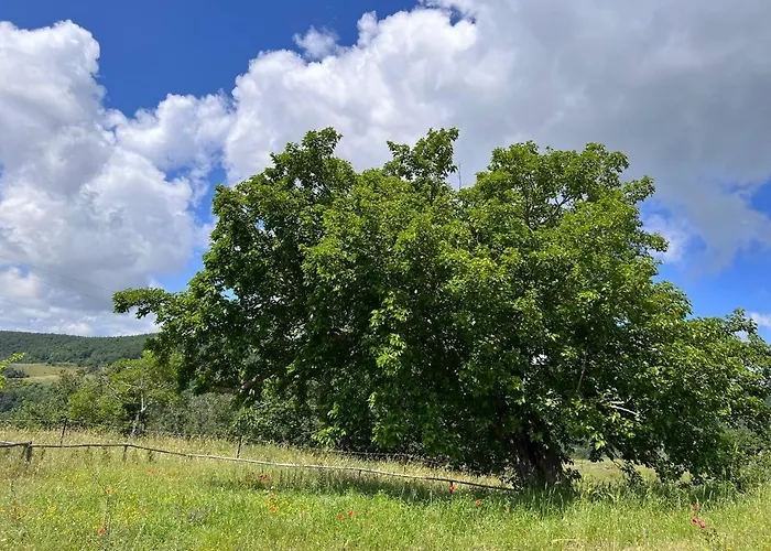 Banditella * Orvieto